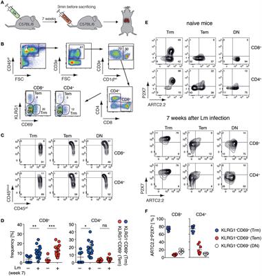 In Vivo Blockade of Murine ARTC2.2 During Cell Preparation Preserves the Vitality and Function of Liver Tissue-Resident Memory T Cells